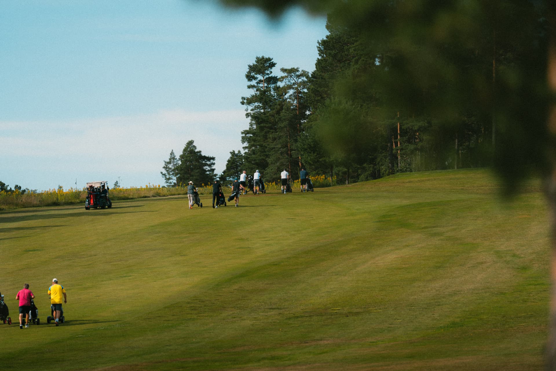 Bollar på väg upp mot skogskanten på fairway
